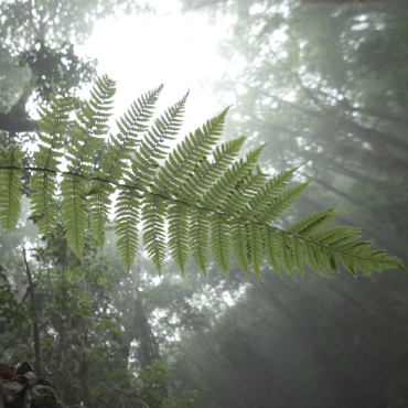 bosques en canarias